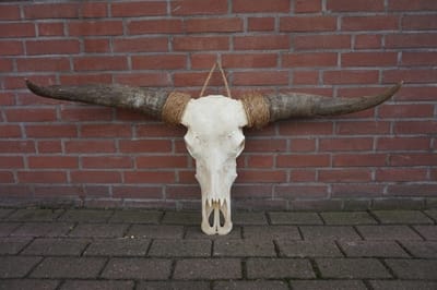 Longhoorn echt Small