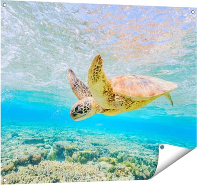 Gards Tuinposter Schildpad Zwemt in de Zee bij het Rif - 100x80 cm - Tuindoek - Tuindecoratie - Wanddecoratie buiten - Tuinschilderij