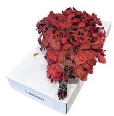 5x Dc fagus rood gestabiliseerd 70cm