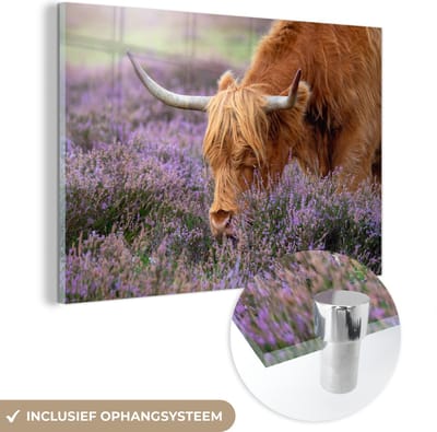 MuchoWow® Glasschilderij 150x100 cm - Schilderij acrylglas - Schotse Hooglander - Dieren - Heide - Foto op glas - Schilderijen