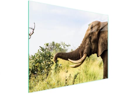 TMK ArtDeko - Serie Olifant - Snijplank - Glas - 52x30cm