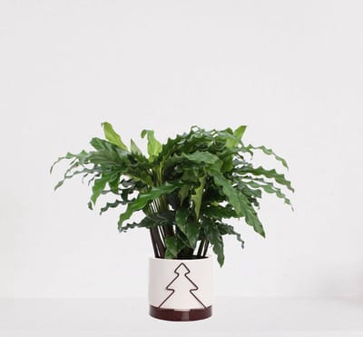 Calathea Blue Grass in sierpot Addit Tree Bordeaux Rood – luchtzuiverende kamerplant – pauwenplant – living plant - 50-65cm - Ø13 – geleverd met plantenpot – vers uit de kwekerij