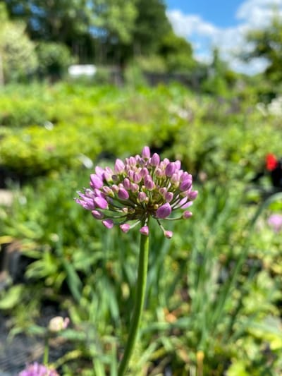6 x Allium angulosum - Sierui - P9 Pot (9 x 9cm) - Dima Vaste Planten