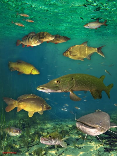 Poster Nederlandse Zoetwatervissen 50 x 70 cm Educatieve Vis Visposter Vissen Decoratie Kinderkamer