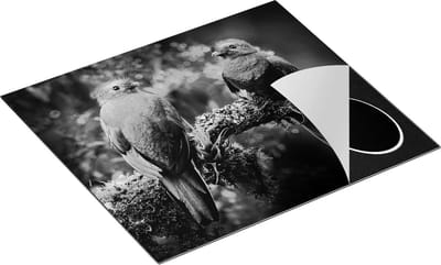 Chefcare Inductie Beschermer Twee Groene Quetzal Vogels op een Tak - Zwart Wit - 60x50 cm - Afdekplaat Inductie - Kookplaat Beschermer - Inductie Mat