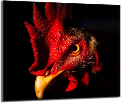 TMK ArtDeko 60x52 - Glas Beschermplaat - Kogut - Hittebestendig - Veelzijdig