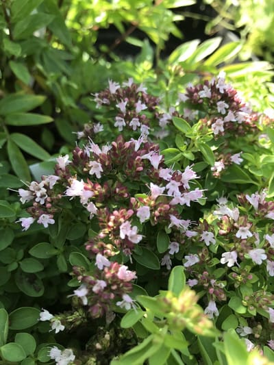 6 x Origanum vulgare 'Compactum'' - Marjolein - P9 Pot (9 x 9cm) - Dima Vaste Planten