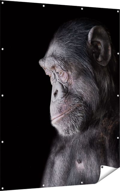 Gards Tuinposter Chimpansee Aap op Zwart Achtergrond - 120x160 cm - Tuindoek - Tuindecoratie - Wanddecoratie buiten - Tuinschilderij