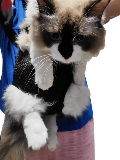 Huisdier Rugzak - Draagtas Kat Hond - Samen Op Reis - Poten Uit Ontwerp - Kleine Huisdieren - Marineblauw
