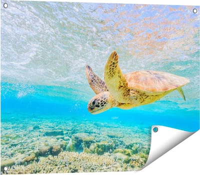Gards Tuinposter Schildpad Zwemt in de Zee bij het Rif - 80x60 cm - Tuindoek - Tuindecoratie - Wanddecoratie buiten - Tuinschilderij