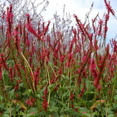 Duizendknoop 'Speciosa' (Persicaria ampl. Speciosa) - Persicaria amplexicaulis Speciosa - Duizendknoop - Vaste planten - Bodembedekkers - Zomerbollen