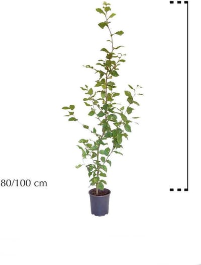 Plants Online - Haagplanten - Haagbeuk - Pot 80-100 cm - set van 10 - Makkelijk te snoeien - Prachtige herfstkleur - Bladverliezend - Geschikt als hoge en lage haag