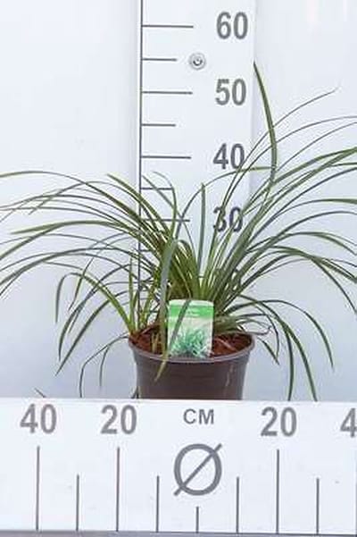 Zegge - Carex morr. 'Irish Green' | 3 liter pot