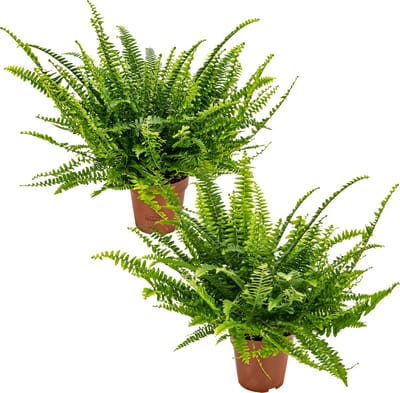 Bloomique - Set van 2 - Nephrolepis Green Lady - Krulvaren - Varen - Kamerplanten - Luchtzuiverend - Diervriendelijk - Hoogte 20-30 cm - Pot 12 cm