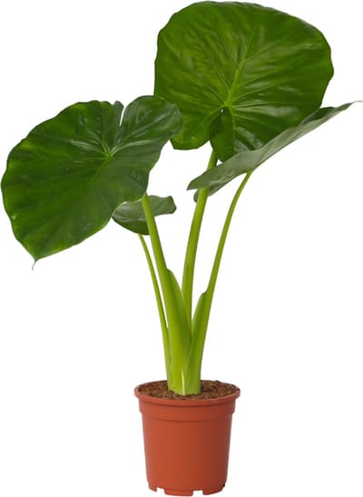 Plant in a Box - Alocasia Odora - Groene kamerplant met grote groene bladeren - Pot 17cm - Hoogte 55-75cm