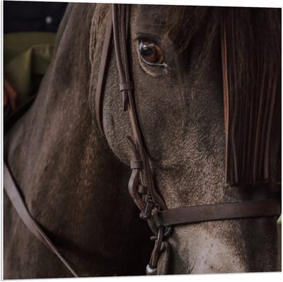 Forex - Bruin Paardenhoofd - 80x80cm Foto op Forex