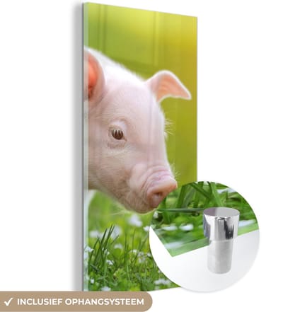 MuchoWow® Glasschilderij 20x40 cm - Schilderij acrylglas - Dieren - Biggetje - Varken - Foto op glas - Schilderijen