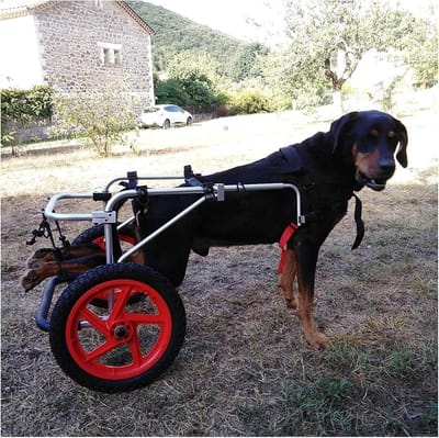 Honden Rolstoel - Hulpstuk Achterpoten - Mobiliteit Verbeteren - Verstelbaar Ontwerp - Verkrijgbaar in L XL - Metaal