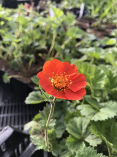 6 x Geum coccineum 'Borisii' - Nagelkruid - P9 Pot (9 x 9cm) - Dima Vaste Planten