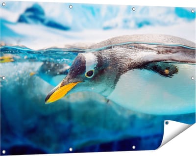 Gards Tuinposter Pingu�n Zwemt onder Water - 120x80 cm - Tuindoek - Tuindecoratie - Wanddecoratie buiten - Tuinschilderij