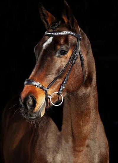 Horze hoofdstel Bergen Remont - pony - donkerbruin