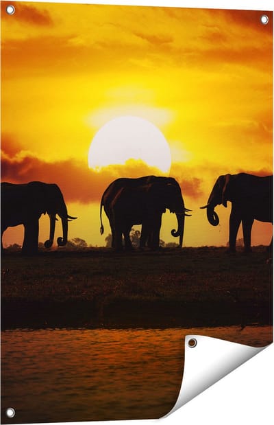 Gards Tuinposter Silhouet Olifanten tijdens Zonsondergang - 60x80 cm - Tuindoek - Tuindecoratie - Wanddecoratie buiten - Tuinschilderij
