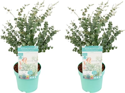 Bloomique - Set van 2 - Eucalyptus Gunnii Azura - Eucalyptus Plant - Tuinplanten - Winterhard - Hoogte 40-60 cm - Pot 19 cm