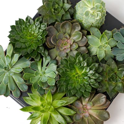 Set van 3 – Succulenten mix – Diverse succulenten in 6 cm potjes (8–12 cm hoog)