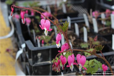 6x Gebroken Hartje - Dicentra Spectabilis | 9x9 cm pot