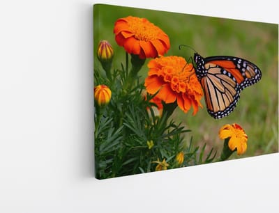 Saammp Canvas Schilderij -Vlinder op oranje bloem - Dieren - 30x20 - Foto op canvas - Wanddecoratie - muurdecoratie Woonkamer - Slaapkamer decoratie - Canvas Print