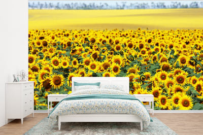 Behang - Fotobehang Zonnebloem - Bloemen - Natuur - Breedte 375 cm x hoogte 280 cm