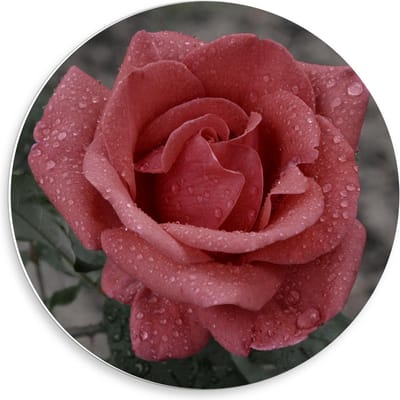 Forex Wandcirkel - Roze Roos met Groen Blaadjes  - 50x50cm Foto op Wandcirkel (met ophangsysteem)