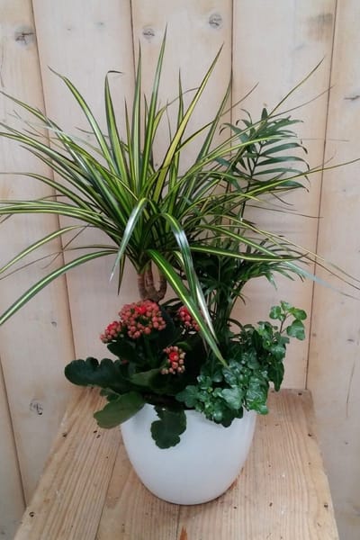 Warentuin natuurlijk - Bont plantenbakje binnen