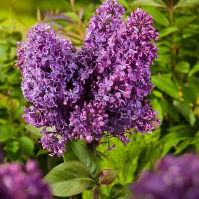 Plants Online BV - Planten - Tuinplanten - Heesters - Set van 1 - Gewone sering 'Ruhm von Horstenstein'