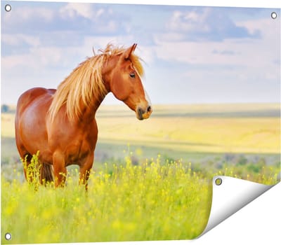 Gards Tuinposter Bruin Paard in de Wei - 80x60 cm - Tuindoek - Tuindecoratie - Wanddecoratie buiten - Tuinschilderij