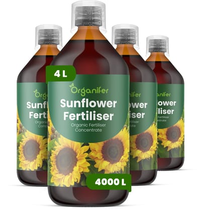 Vloeibare Meststof Voor Zonnebloem 4X1 L Voor 4000 L - Npk 3-4-3 - Ondersteunt Sterke - Rechtopstaande Groei - Verbetert Een Uniforme Knopvorming En Bloemgrootte - Voor Sierzonnebloemen En Zonnebloemen Voor Zaadproductie - Organifer