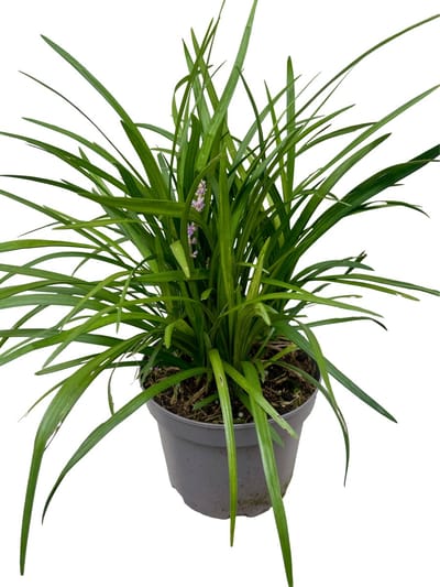 Leliegras - Liriope Muscari Moneymaker XL | 3 liter pot