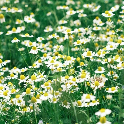 Sluis Garden - Echte Kamille Biologisch (Matricaria recutita)