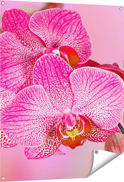 Gards Tuinposter Roze Orchidee Bloemen - 80x100 cm - Tuindoek - Tuindecoratie - Wanddecoratie buiten - Tuinschilderij