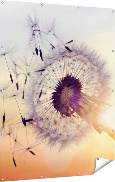 Gards Tuinposter Paardenbloem tijdens Zonsondergang - 120x160 cm - Tuindoek - Tuindecoratie - Wanddecoratie buiten - Tuinschilderij