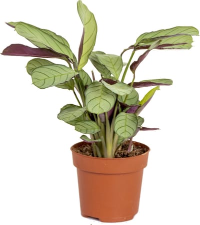 Bloomique - Ctenanthe Amagris - Never Never Plant - Gebedsplant - Kamerplanten - Luchtzuiverend - Hoogte 20-30 cm - Pot 12 cm