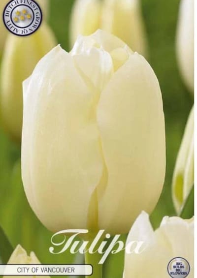 City of Vancouver Single late Tulpenbollen 10 Stuks Bolmaat 12+