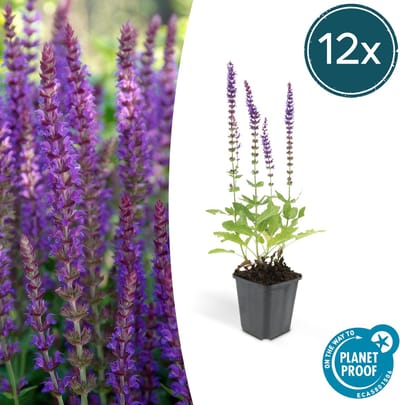 Tuinplantenshop.com | Salvia nem. 'Ostfriesland' | 12 stuks - Ø9cm - 10-25cm hoog - Tuinplant