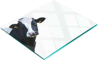 Keuken serveerplank van gehard glas met koeienafbeelding 60x52 cm