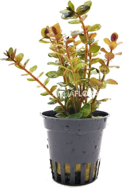Aquaflora Rotala Yao Yai | in 5 cm pot