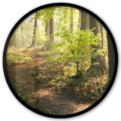 Poster in lijst Rond - Fotolijst 40x40 cm - Posters - Bos - Bomen - Pad - Zon - Planten - Bladeren - Natuur - Ronde posterlijst zwart - Decoratie - Wanddecoratie woonkamer - Muurdecoratie slaapkamer