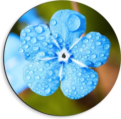 Dibond Wandcirkel - Licht Blauwe Bloem op Groene Achtergrond  - 40x40cm Foto op Aluminium Wandcirkel (met ophangsysteem)