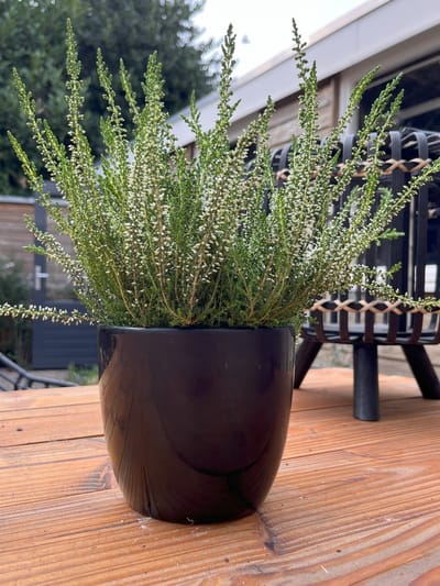 Zomerheide Wit - 10 Stuks - Calluna vulgaris 'White Angie' - P10.5 - Plant - Tuinplant - Heide