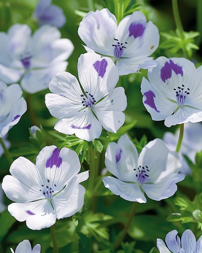 2 sets - Haagbloem Zaden Nemophila Maculata Eenjarig Five Spot