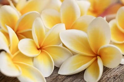 Fotobehang - Plumeria 375x250cm - Vliesbehang